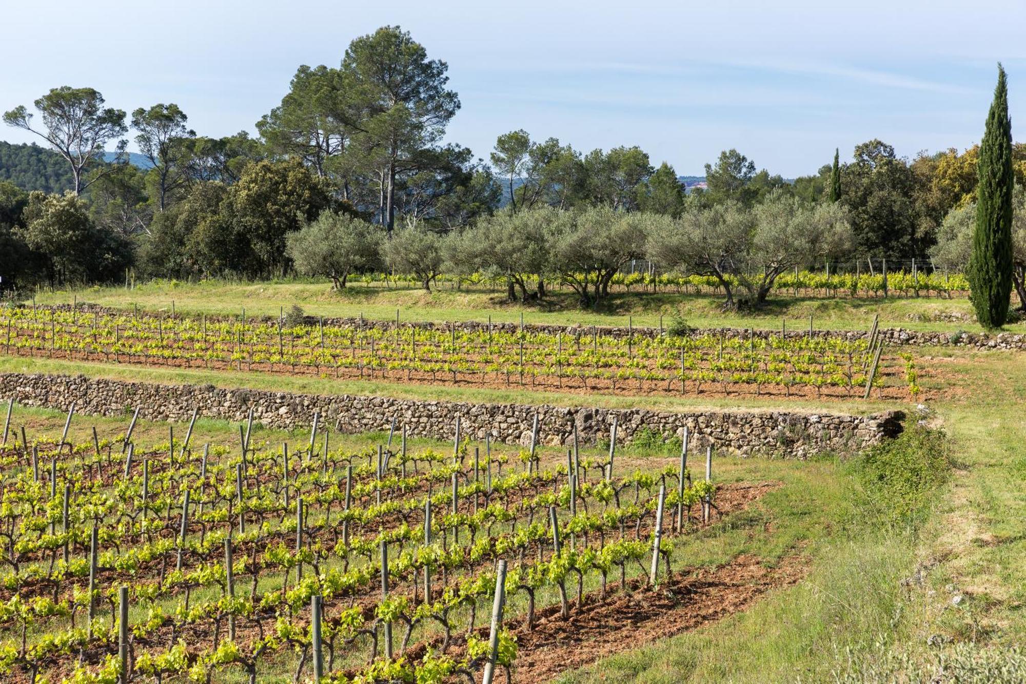 Domaine Du Clos D'Alari-Chambres D'Hotes Au Milieu Des Vignes Saint-Antonin-du-Var Kültér fotó