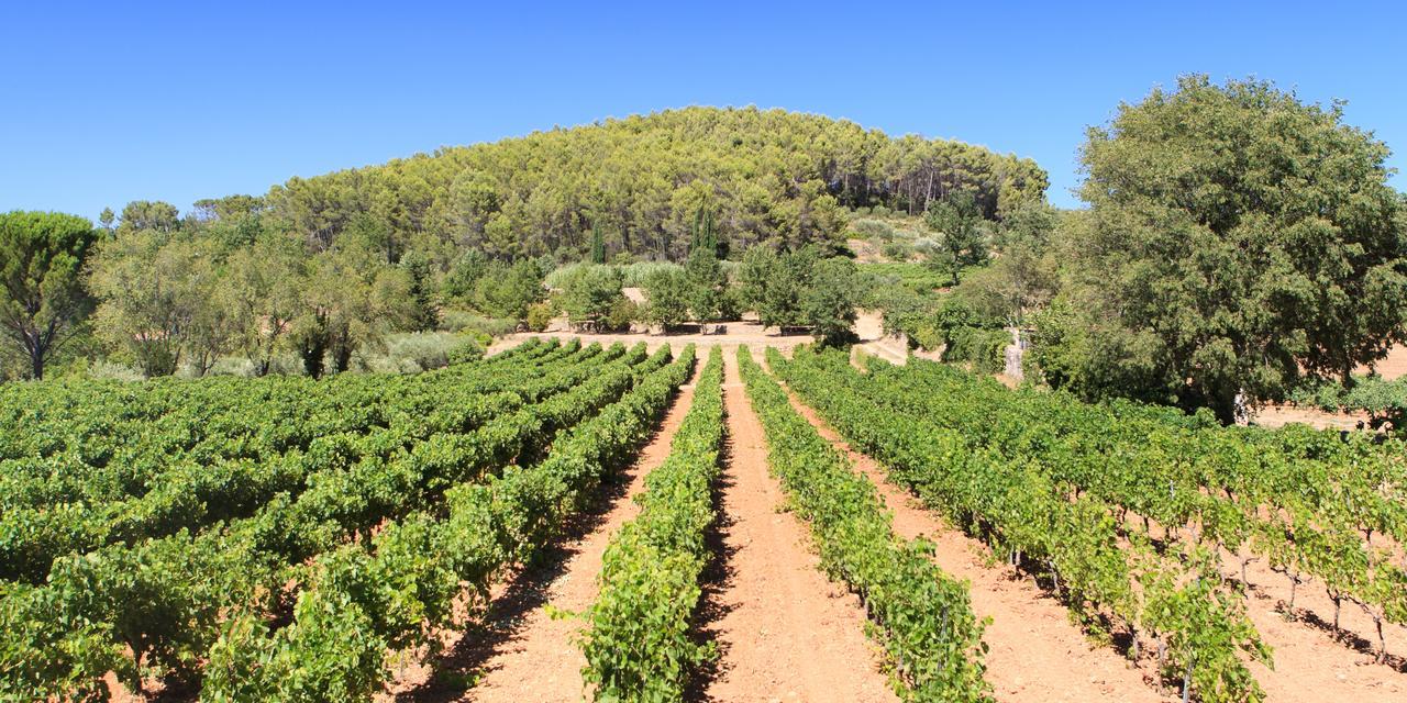 Domaine Du Clos D'Alari-Chambres D'Hotes Au Milieu Des Vignes Saint-Antonin-du-Var Kültér fotó